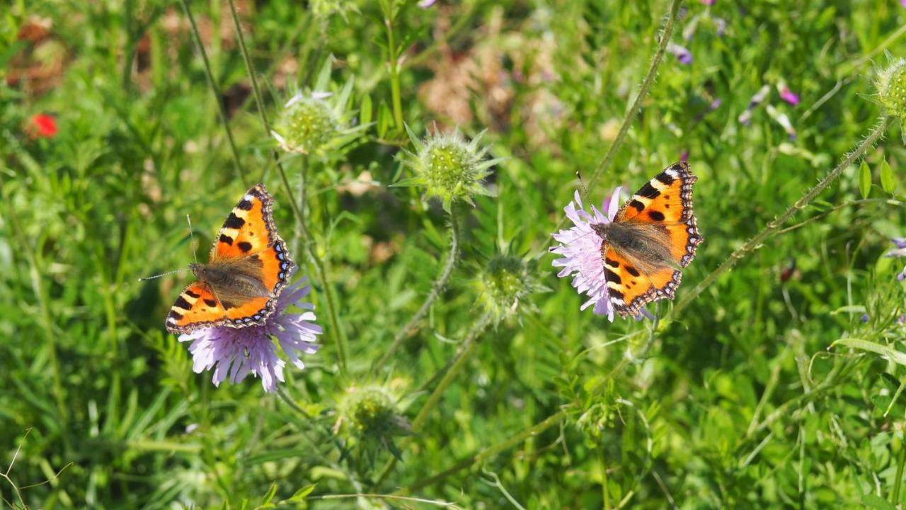 Urlaub Im Naturgarten Bergneustadt Kültér fotó
